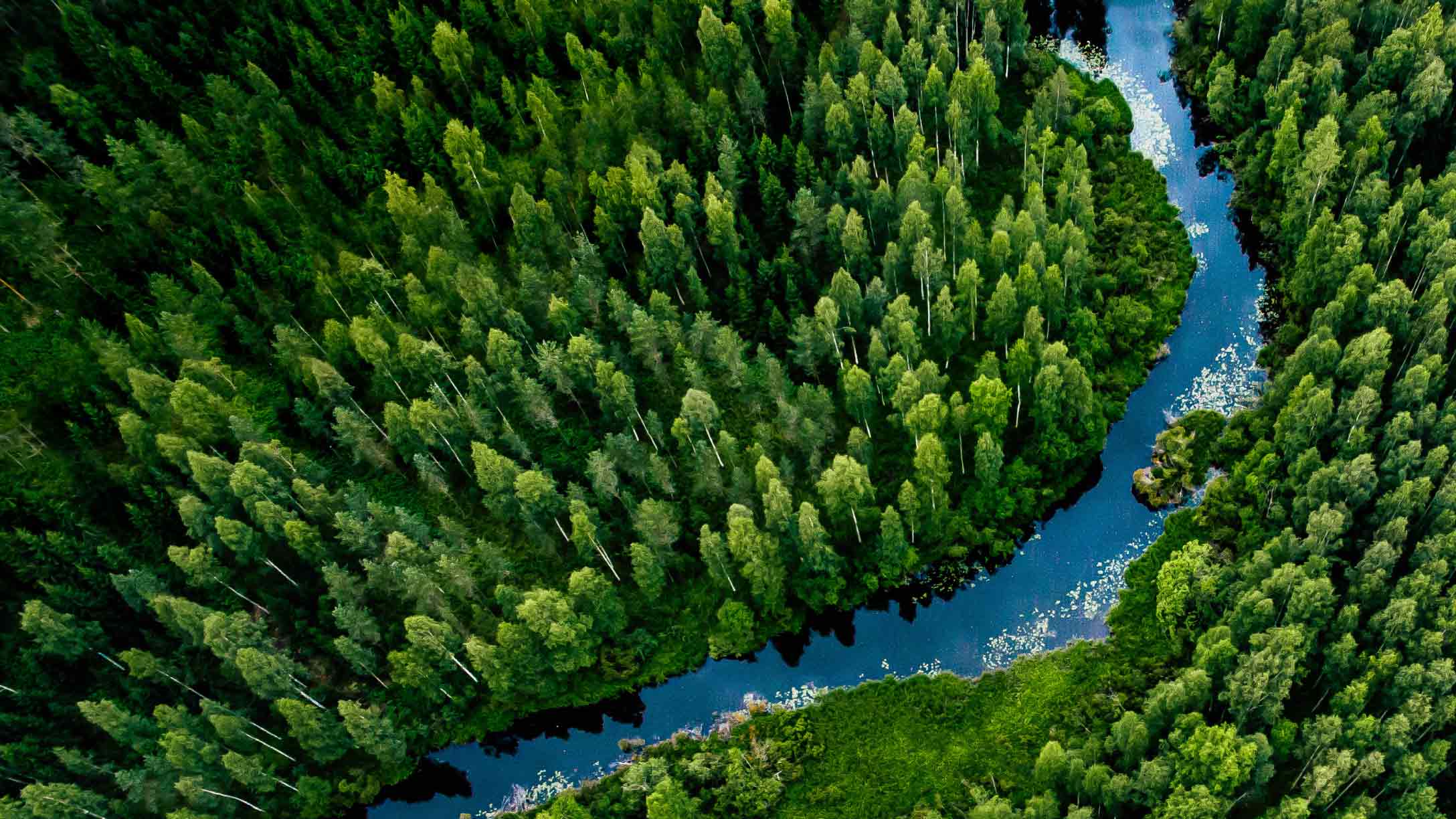 Foto di una strada dall'alto circondata da alberi verdi